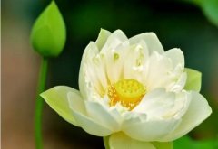 方能正在智能手艺盈利